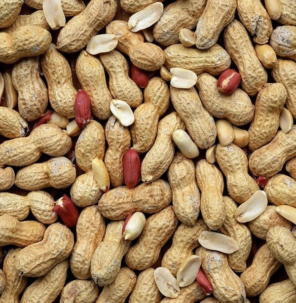 Peanuts in shell 